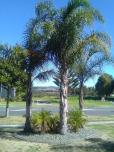 Royal Palms Papamoa Bed & Breakfast image 2